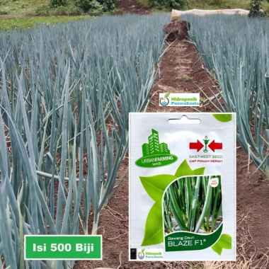 Benih Bawang Daun Hibrida BLAZE F1 Isi 500 Butir Cap Panah Merah