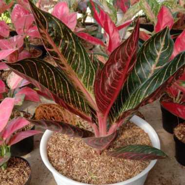 tanaman hias aglonema red sumatra indukan +pot tawon Multivariasi Multicolor