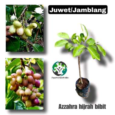 Azzahra hijrah bibit tanaman juwet putih bibit Jamblang