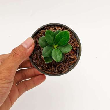 Ficus microcarpa 'dwarf - Paludarium / Bahan bonsai / Terrarium Multivariasi Multicolor