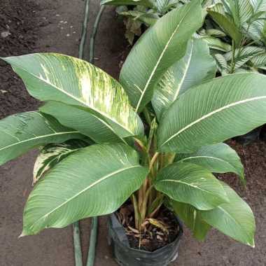 Tanaman hias pisang bugis Multivariasi Multicolor