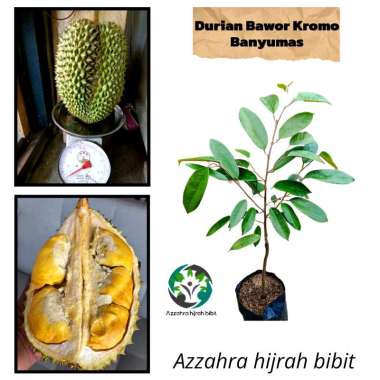 Azzahra hijrah bibit tanaman durian bawor Kromo Banyumas Asli okulasi