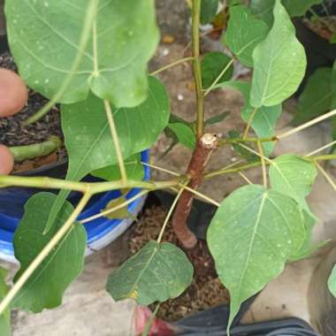 Pohon Bodhi bahan Bonsai Bodi ficus religiosa suci bibit Bakal bonsai Multivariasi Multicolor
