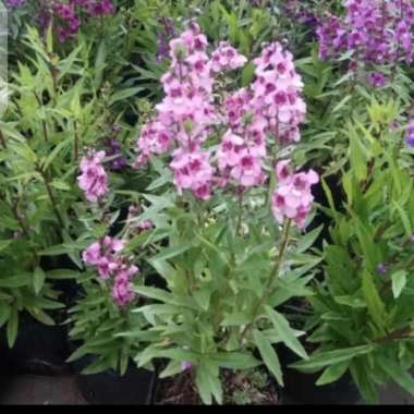 tanaman lavender bunga pink Multivariasi Multicolor