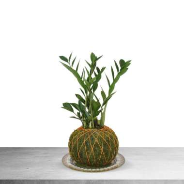 Mossball - Zamioculcas Zamiifolia Zz Plant Tanaman Hias Zamia Multivariasi Multicolor