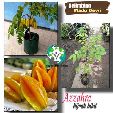 Azzahra hijrah bibit tanaman belimbing madu Dewi/belimbing madu super/bibit tanaman okulasi