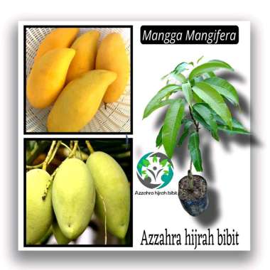 Azzahra hijrah bibit tanaman mangga Madu Mangifera/bibit mangga Thailand/bibit mangga okulasi