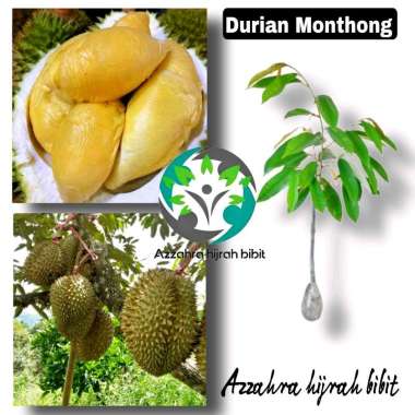 Azzahra hijrah bibit TANAMAN BIBIT DURIAN MONTHONG/BIBIT TANAMAN DURIAN MONTONG/BIBIT OKULASI