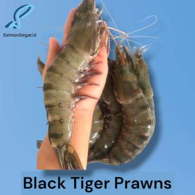 udang tiger prawn AK10 - udang windu segar jumbo 1kg [Promo]