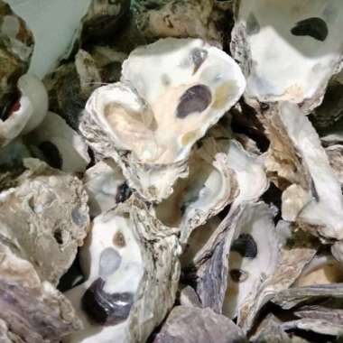 Oyster kulit kerang cangkang harga untuk 20kg media filter Ph bufer kolam oyster media filter kolam 