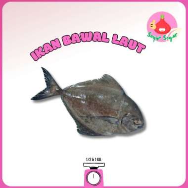 Sayur Segar - Ikan Bawal Laut Hitam Segar/Promfet Fish 1 kg