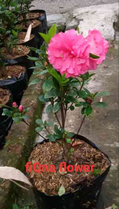 Tanaman Hias Bunga Azalea Merah / Azalea Mawar Bunga Tumpuk