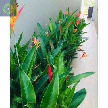 Tanaman Hias Pisang Heliconia, Bibit Tanaman Pisang Pisangan