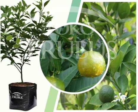 Bibit Jeruk LemonCui, Jeruk Kunci