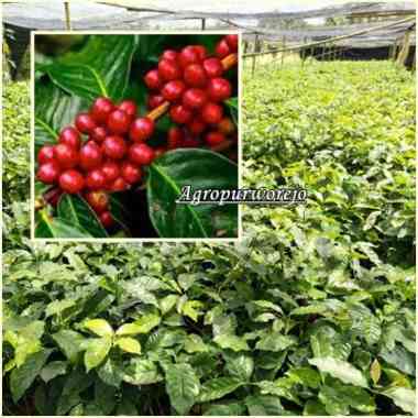 Bibit tanaman Kopi Arabika - Wangi - Hasil Melimpah - Bernilai Ekonomis Tinggi