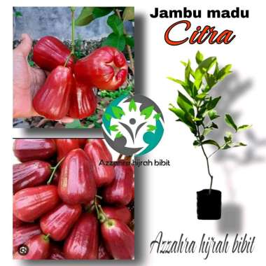Azzahra hijrah bibit tanaman jambu madu citra/bibit tanaman jambu madu/bibit jambu madu citra