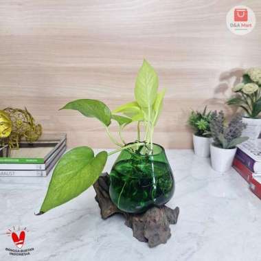 Akuarium Kaca Tiup Akar Kayu Pot Kaca Glass Wood Terrarium Kaca Hijau Home Decor