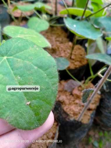 Bibit tanaman Cincau Bulu - Cincau Rambat Unggul bahan Dasar jelly Alami