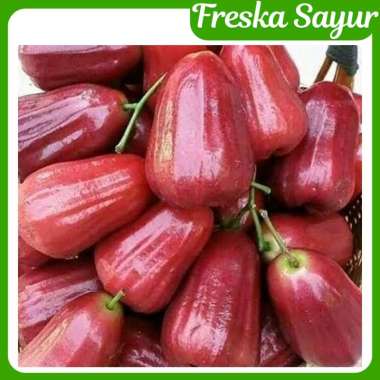 Jambu Air Citra Manis Segar 1 Kg