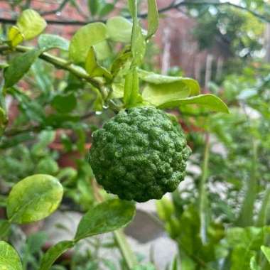 Bibit Tanaman Jeruk Purut Bibit Jeruk Purut Okulasi