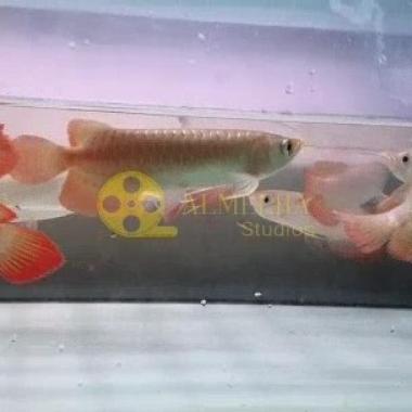 Ikan Arwana Arowana Super Red Blood & Chili Red
