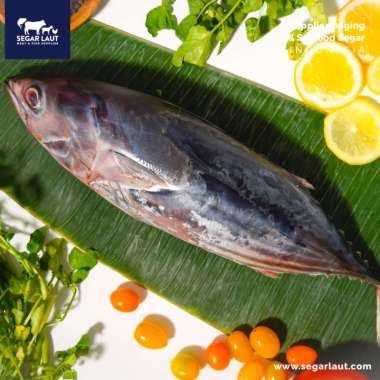 Ikan Tongkol Abu | Fresh Frozen & Segar Dibersihkan