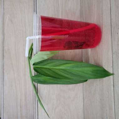 GELAS OVAL PLASTIK PP 22 OZ ISI 50 PCS MERK BSM