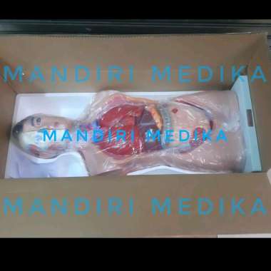 Manekin Model Manikin Peraga Torso Pria Anatomi Tubuh GL8201 GL 8201