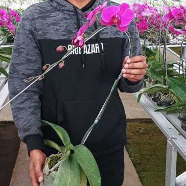 Hebat Garden Anggrek Bulan Ungu (Phalaenopsis amabilis) atau puspa pesona Ungu
