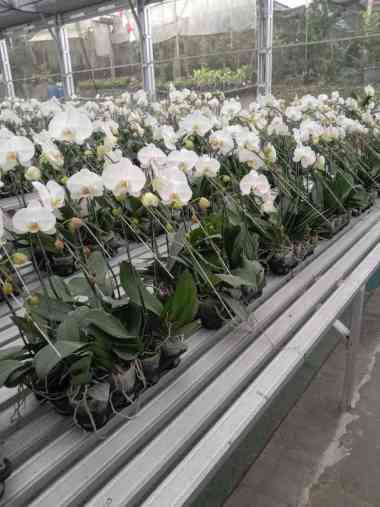Anggrek Bulan Putih (Phalaenopsis amabilis) atau puspa pesona Putih