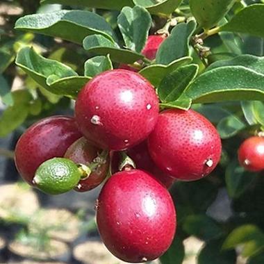 Tanaman Buah Jeruk Kingkit