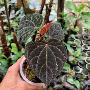 Tanaman Hias Daun Sirih Wulung