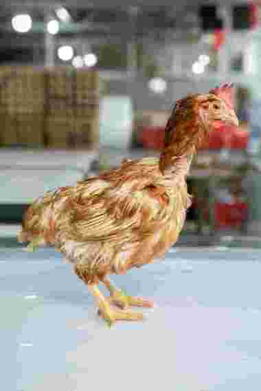 Ayam merah fresh rijek 45rb per ekor masih lgkap jeroan/ayam merah/ayam tua/ayam afkir