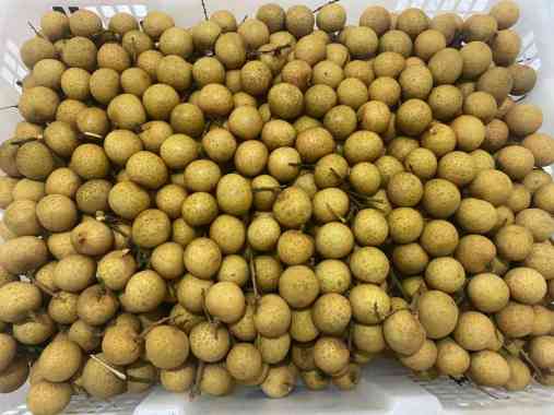 Buah lengkeng Bangkok Thailand fresh Import 1 keranjang
