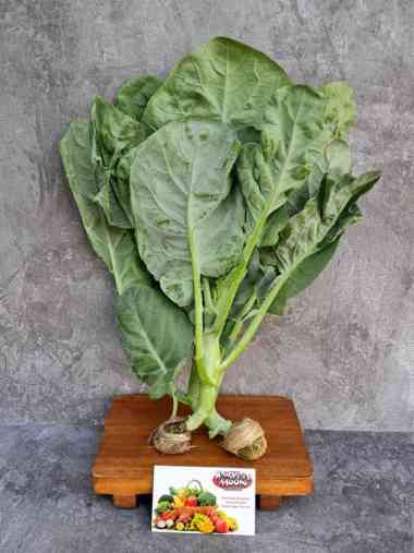 HarvestMoon Hidroponik Kailan @200gr