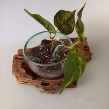Pot Kaca Tiup Vas Tanaman Air Dekorasi Aquascape Gepeng