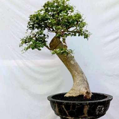 bonsai pohon serut