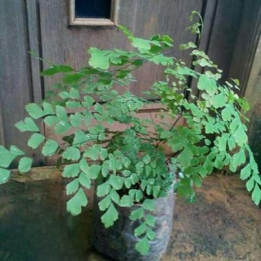 Tanaman Hias Suplir - Pohon Suplir --