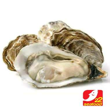 Oyster Tiram 1 kg / Kerang Tiram / 22 Seafood