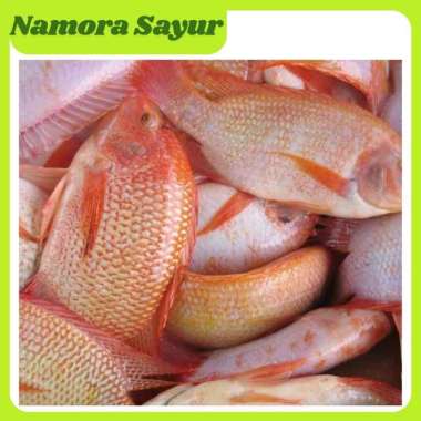 Ikan nila hitam/merah segar hidup 1 kg (FRESH)