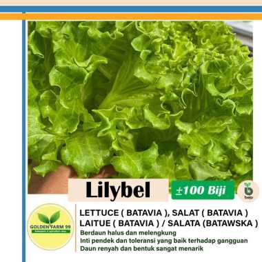 Bejo Seed Benih Selada Lilybel Tipe Batavia