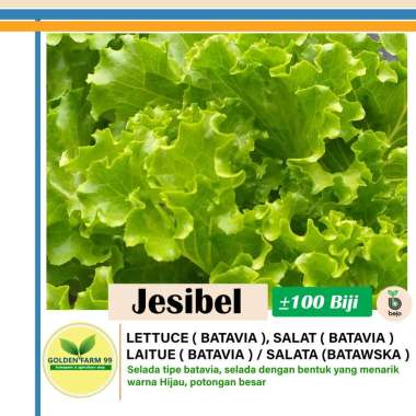 Bejo Seed Benih Selada Jesibel Tipe Batavia