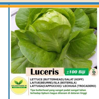 Bejo Seed Benih Selada Butterhead Luceris