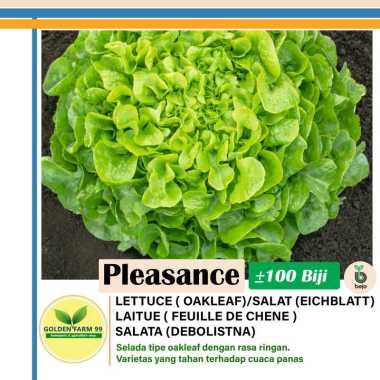 Benih Lettuce Oakleaf Pleasance Bejo seed