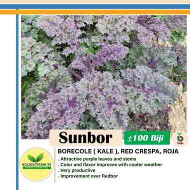 Bejo Seed Benih Kale Sunbor F1