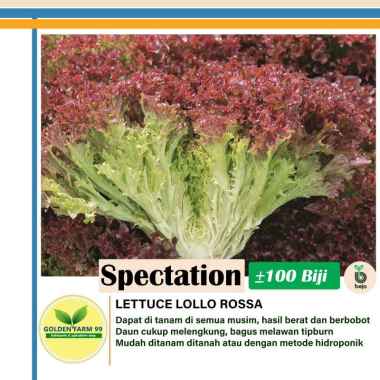 Benih Lettuce Lollo Rossa Spectation Bejo Seed