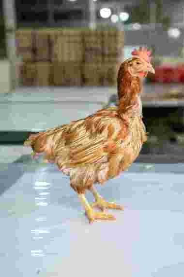 Ayam Merah Jumbo 2,2kg up/ayam afkir/ayam petelor/ayam tua/ayam murah