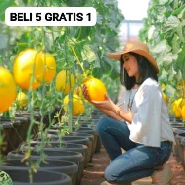 50 Benih Bibit Biji Melon GOLDEN MY LOVE F1, import ORI Hibrida Seeds Super Manis