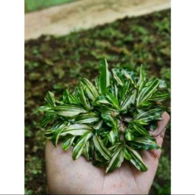 Rumput Gajah Mini Varigata Per 50X50cm - Rumput Gajah Mini Putih