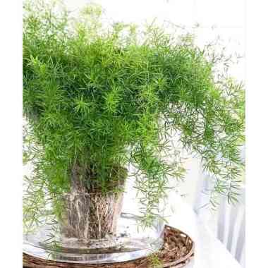 Tanaman hias asparagus springeri - krisdoren
